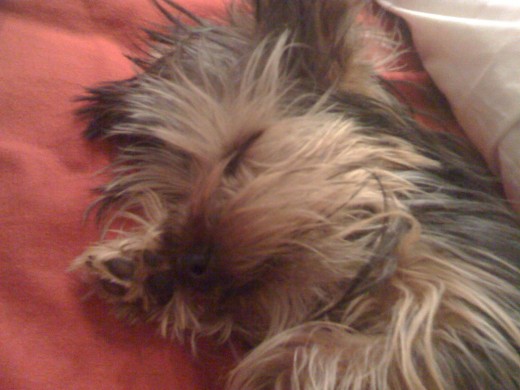 COOKIE CON 6 MESES DURMIENDO EN LA CAMA...!! QUE BONITA, EH!!! COOKIE CON 6 MESES DURMIENDO EN LA CAMA...!! QUE BONITA, EH!!!